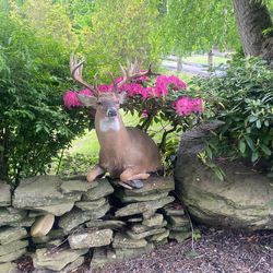 200 “ Class Whitetail Deer