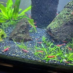 Neocaradina Blue Dream and Cherry