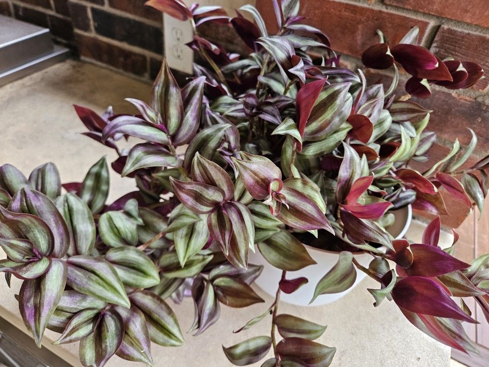 Really Huge Tradescantia Zebrina In Self Watering 8" White Pot With Optional Free Plants