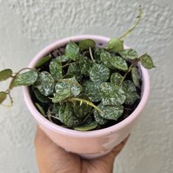Hoya Curtisii