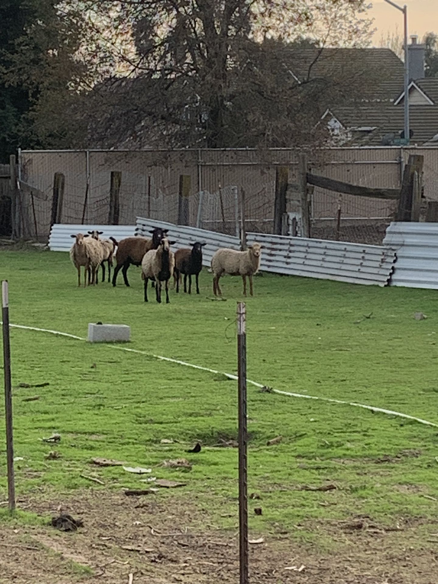 Fence