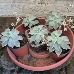 Ghost Plants  indoor/ outdoor - SOLD SEPARATELY 