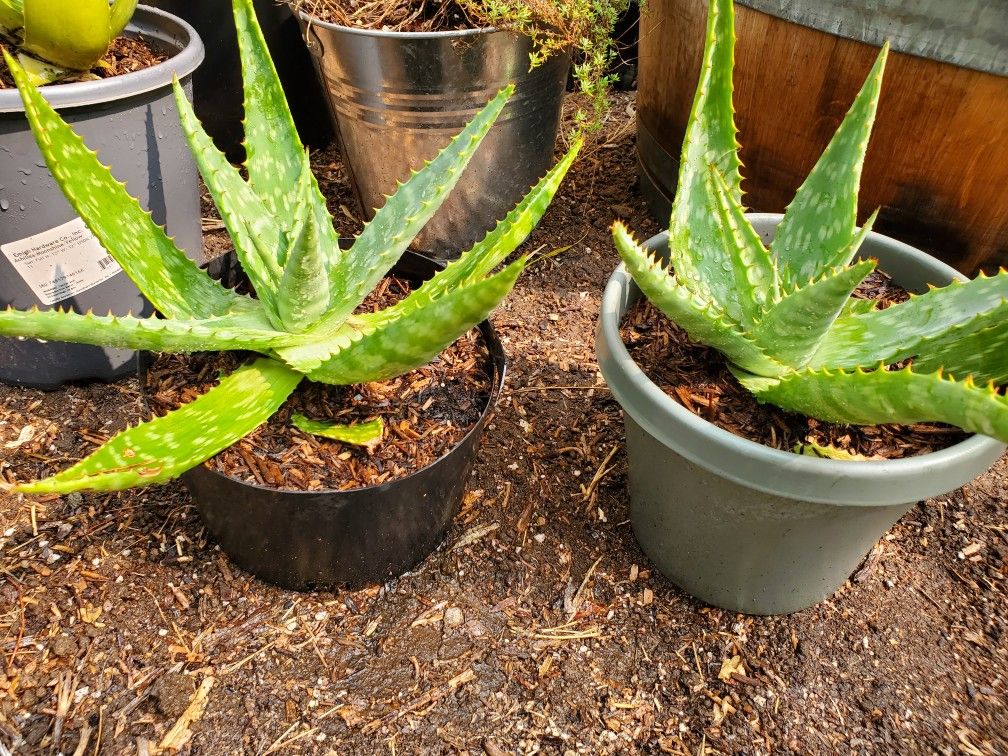 Healthy Aloe plant