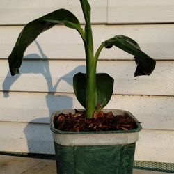 Yellow Canna Lily Plant 
