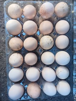 Organic Fresh Eggs