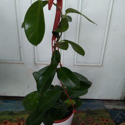 Hoya 