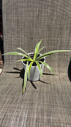 Spider plant