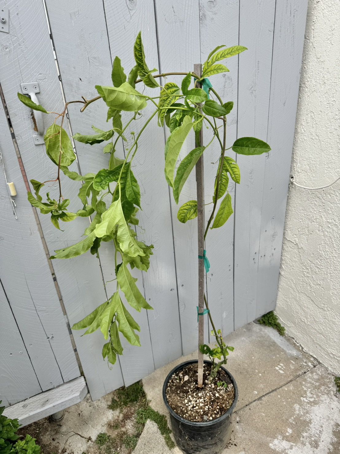 Passion Fruit Vine Seedling Grown From Seed