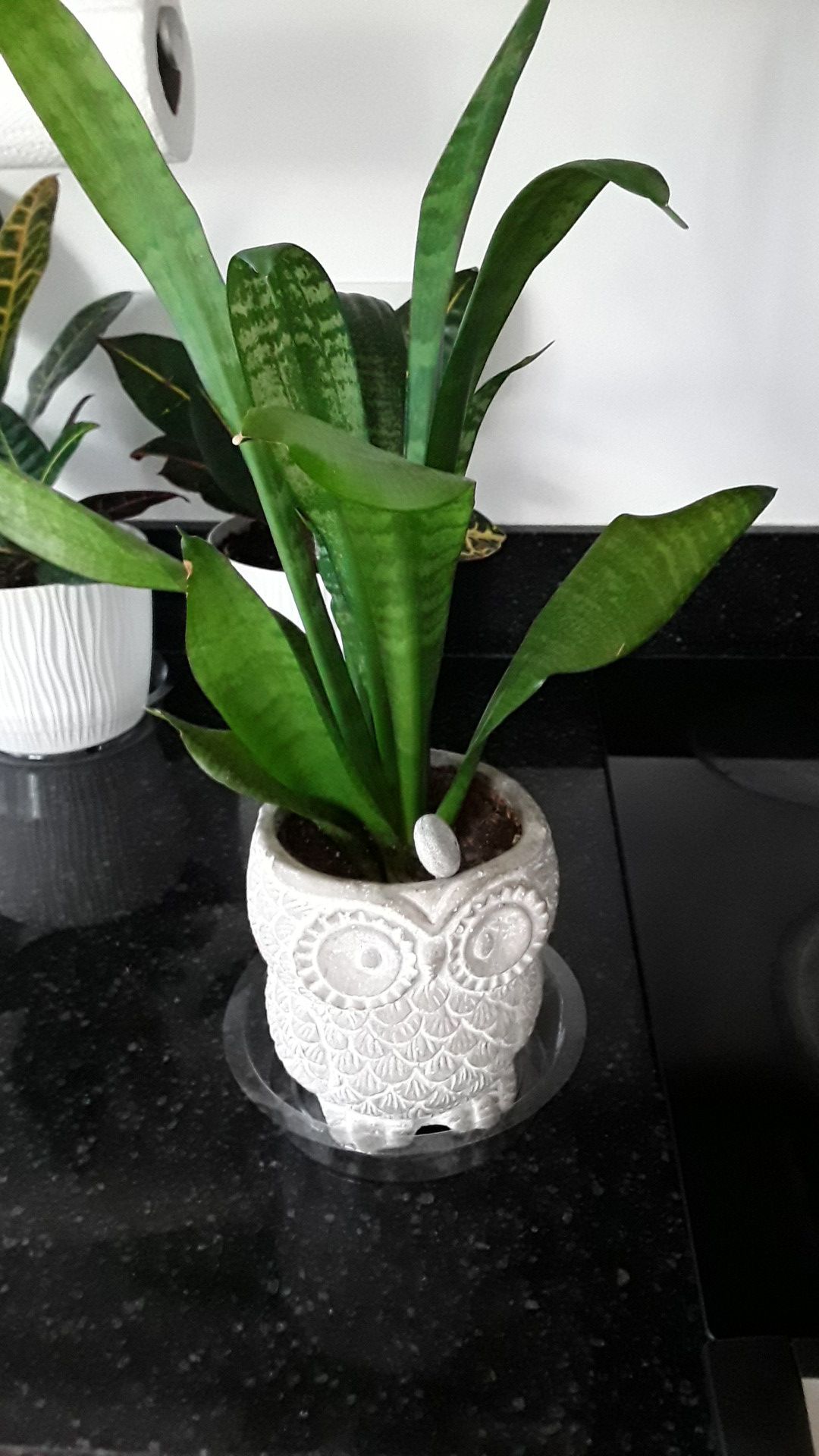 Sansevieria snake plant w owl flower pot