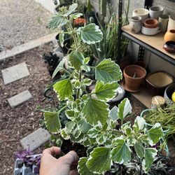 Variegated Swedish Ivy