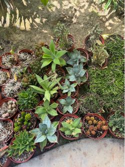 Succulent plants