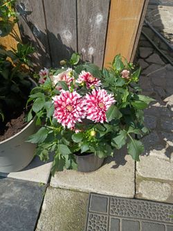 Dahlias