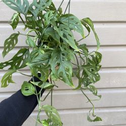 6”  Monstera Swiss Cheese 