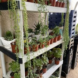 Succulent’s Plants 🌵🪴