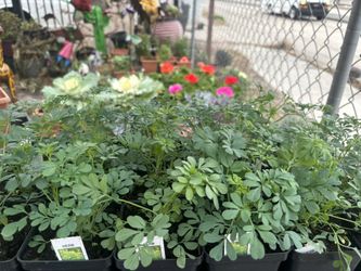 Ruda Romero Cilantro