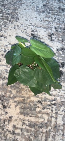 Heart Leaf Philodendron 