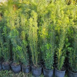 Podocarpus 3 Feet Tall Instat Privacy Hedge For Fence 
