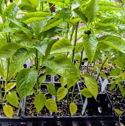 (3) Tall Green Pepper Plants - Troop 847