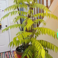 Curry Leaves Tree 3+ Feet Tall (4+ Years Old)
