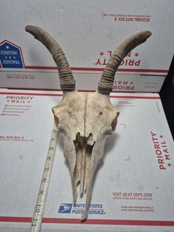 Goat skull