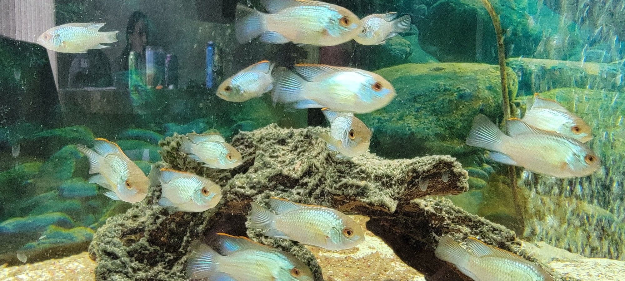 Electric Blue Acaras 60 Days Old 1-2 Inches