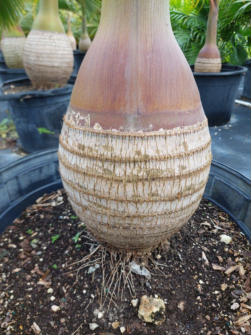 Bottle Palms (Ready To Plant ) 25 GL Pots 