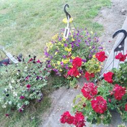 Hanging Flower Baskets