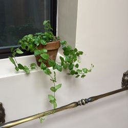 Creeping Fig Indoor Or Outdoor Plant 