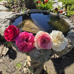 $85 Eden Climbing Roses 🌿 15-gallon 