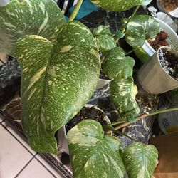 🌿 Thai Constellation Monstera Cuttings – $80 Each! 🌿