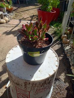 Plant