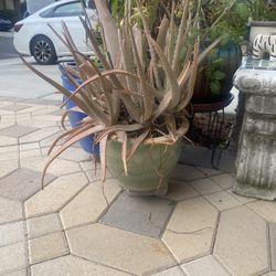 Alovera Plant And Pot 