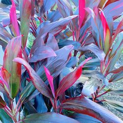 Hawaiian Red Cordyline Plant 🪴 $15 each 