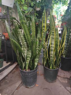 Snake Plants