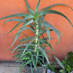 Aloe Vera Plant Medesinal