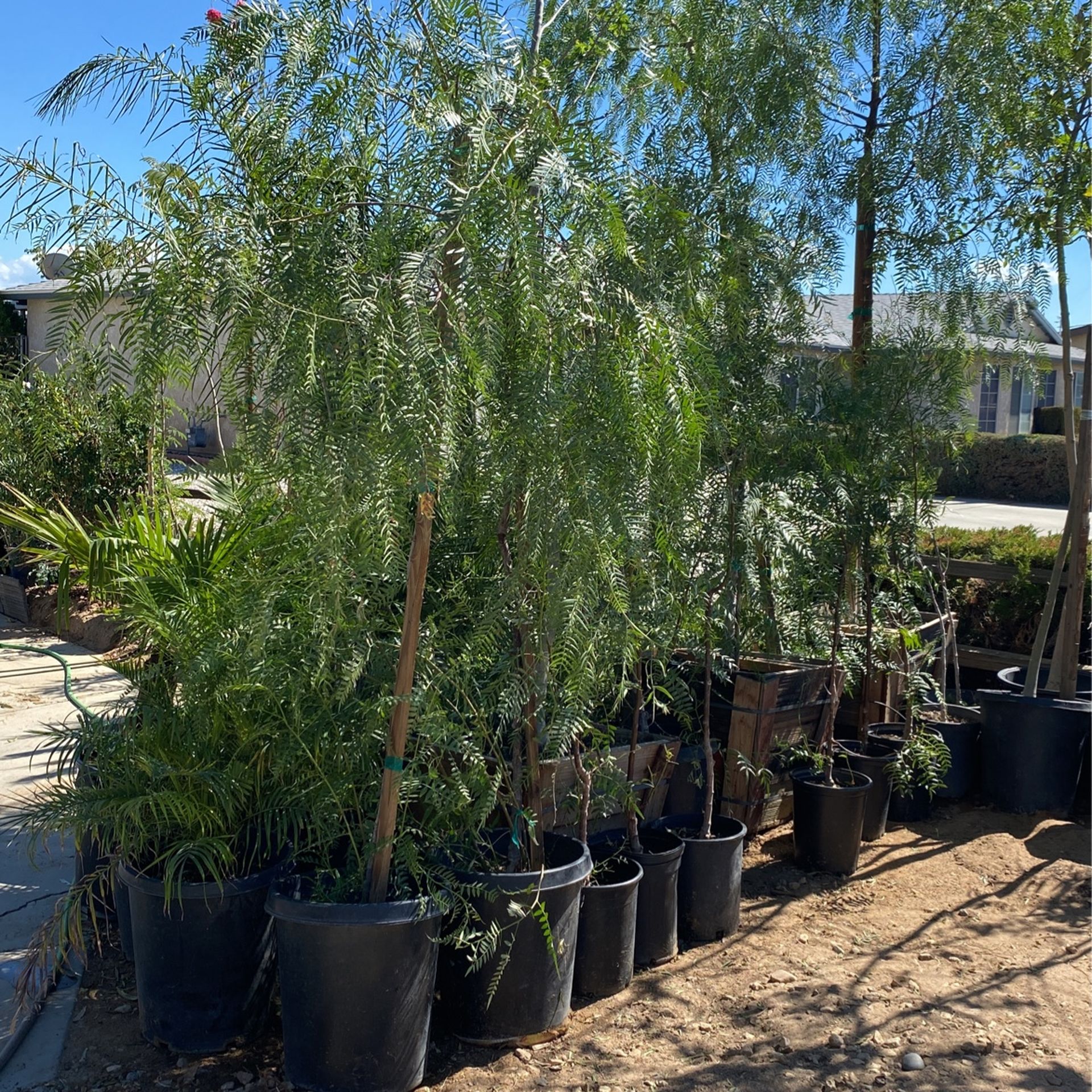 Árbol De Pirul for Sale in Hesperia, CA OfferUp