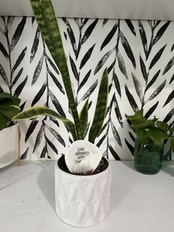 Snake Plant