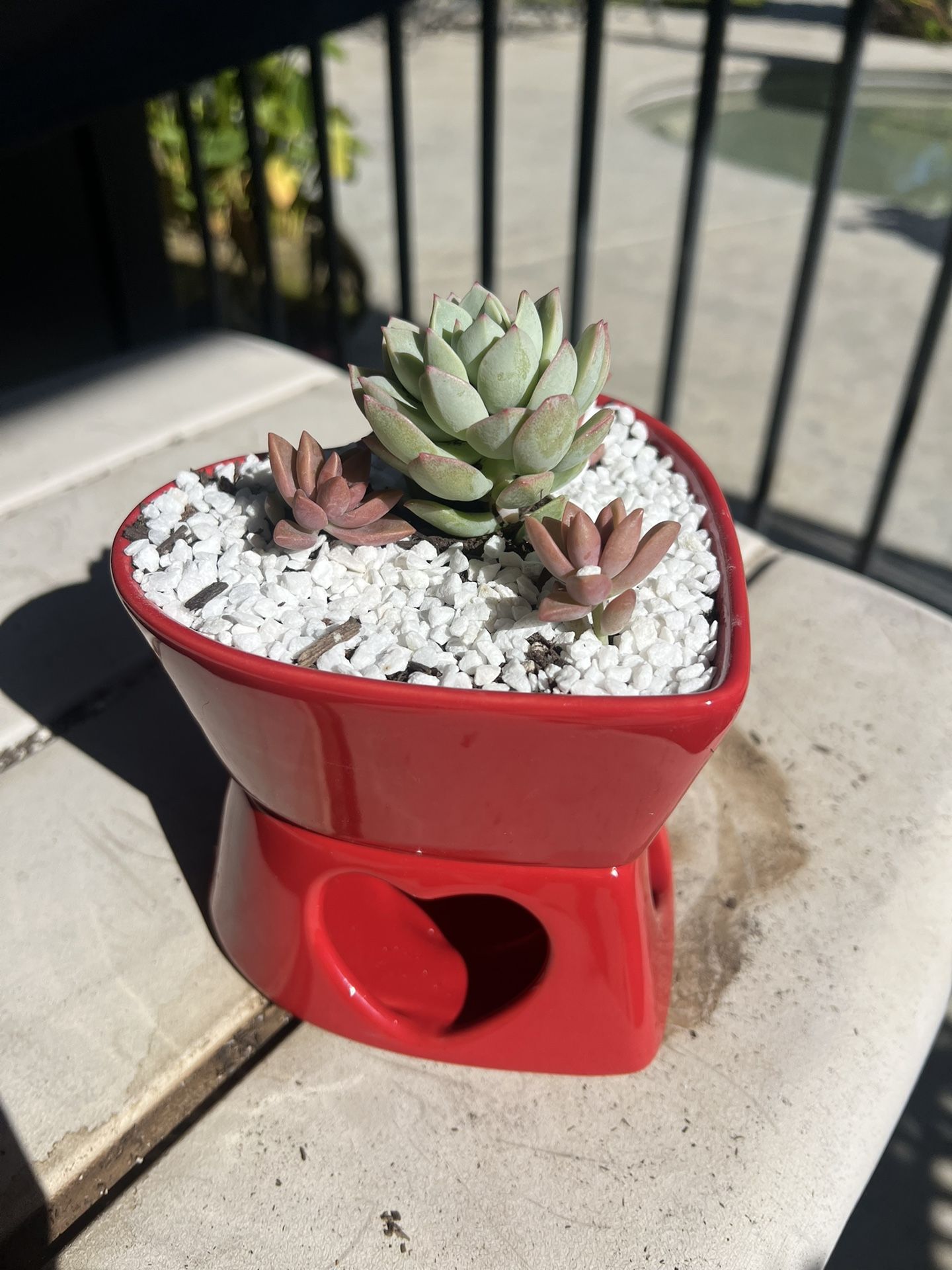 Valentine Heart Succulent