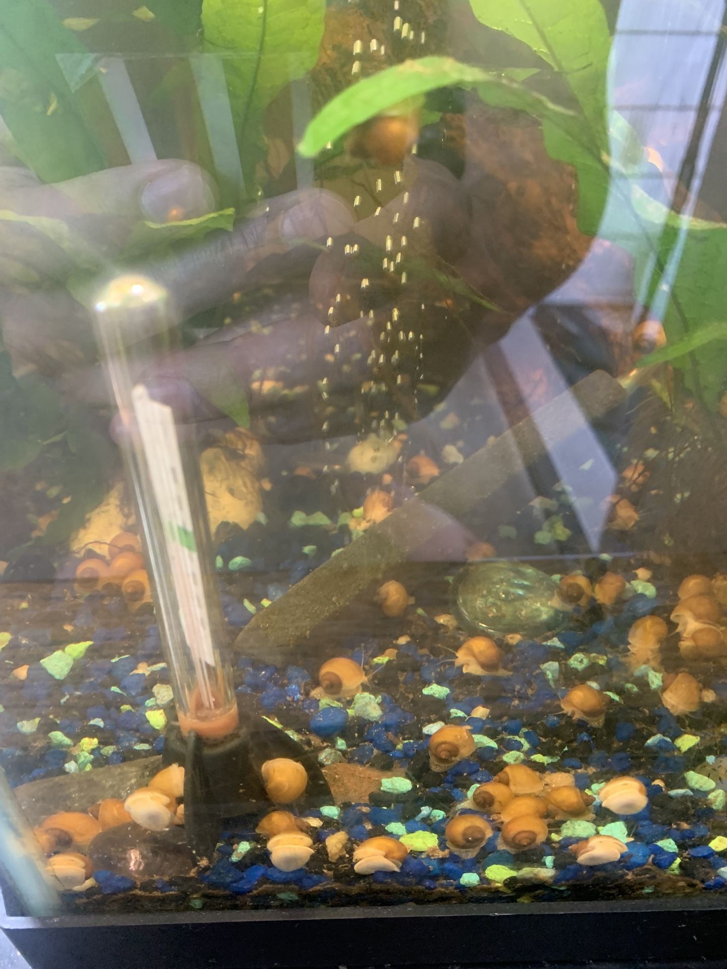 Baby Gold Mystery Snails