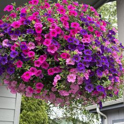 Huge Hanging Basket