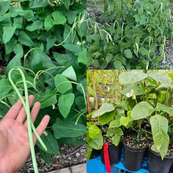 Long Bean Bush Plant In 3gal  