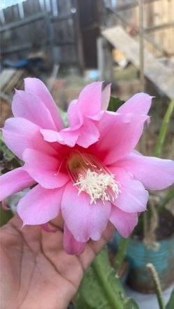Cactus orchid