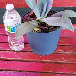 Century Cactus  Can Grow 6ft-7ft 