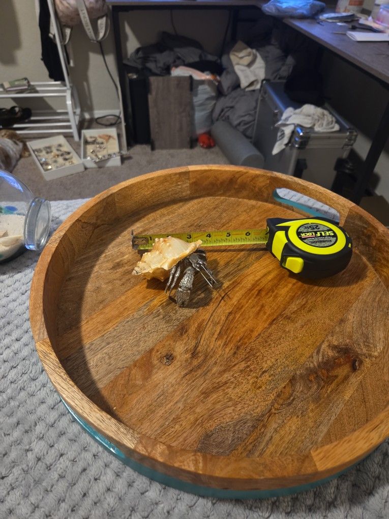 Decorative Hermit Crab Paper Weight