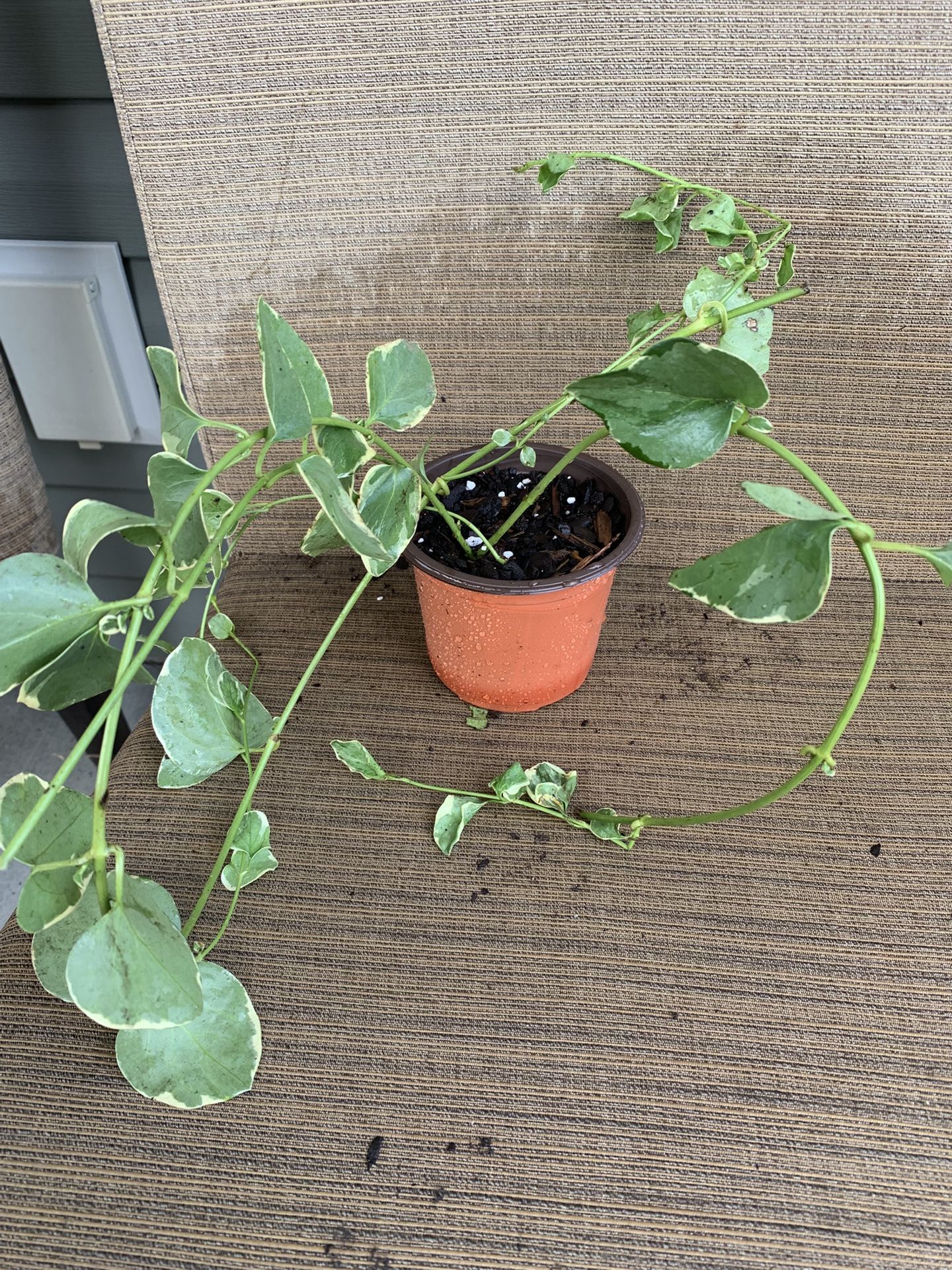 Small Pot Of Long Vinca Vine, Green & Ivory Colored Petals, Great For Pots Or In The Ground, Sun Or Partial Shade