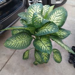 Plant Chinese Evergreen