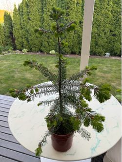 Douglas Fir ‘Pseudotsuga Menziesii’ (OutDoor Life Plant)