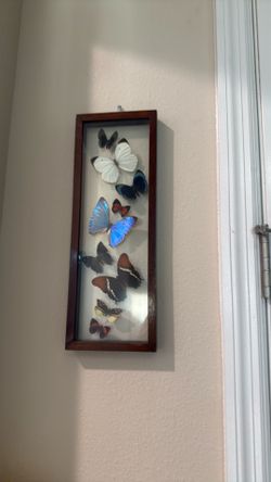 Real butterfly wall art