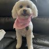Gracie 