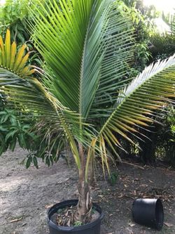 Coconut plants